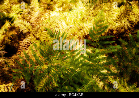 Immagine avanzata di bracken durante l'autunno. Pteridium aquilinum Foto Stock