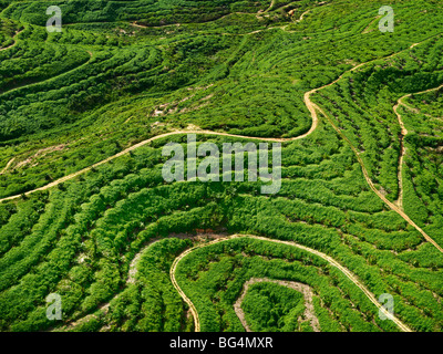 Una veduta aerea di una giovane Palm tree plantation. Foto Stock