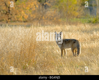 Coyote (Canis latrans) in Colorado orientale autunno erbe USA Foto Stock