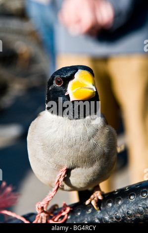 Un canto degli uccelli nel mercato degli uccelli in Nanjing. Foto Stock