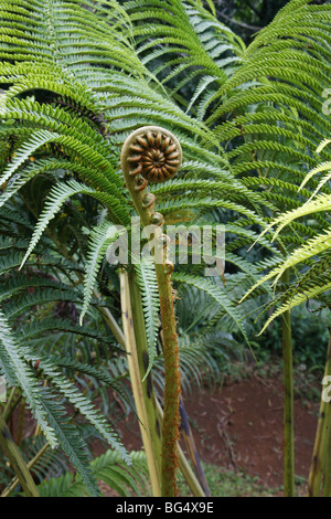 Struttura Amaumau Fern Sadleria cyatheoides Foto Stock