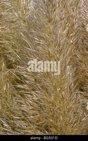 Pampas Texture di erba Foto Stock
