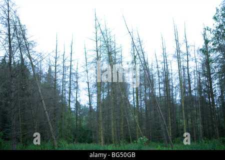 Alberi di morte a causa della pioggia acida in un bosco vicino a zeewolde Foto Stock