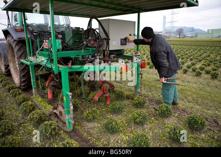 La potatura degli arbusti è fatto da un semplice robot. Attraverso i sensori, il robot taglia il poco si dirama in una forma rotonda. Foto Stock