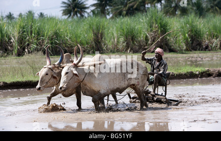 Il contadino arando un campo di riso usando il tradizionale buoi aratro trainato, India Foto Stock