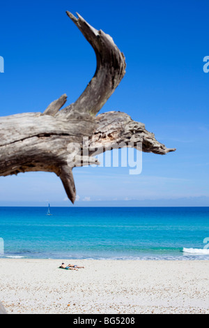 Francia, Haute Corse il Deserto degli Agriates, la spiaggia di Saleccia Foto Stock