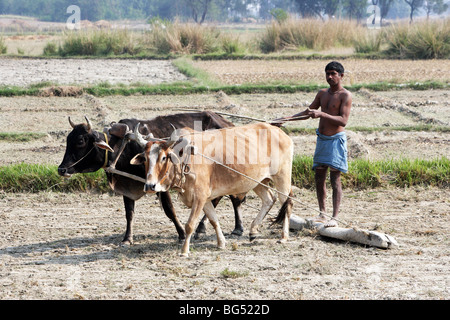 Il contadino arando un campo di riso usando il tradizionale buoi aratro trainato, India Foto Stock