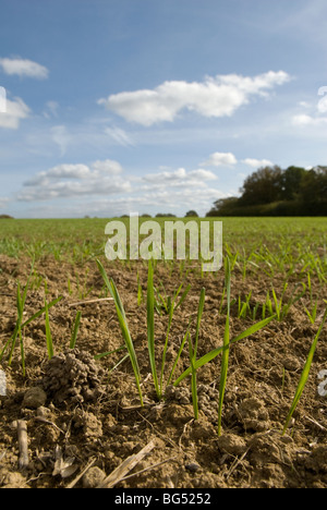 Appena seminato campo di grano di inverno Foto Stock