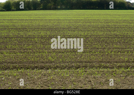 Appena seminato campo di grano di inverno Foto Stock