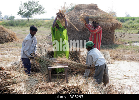 India, Uttar Pradesh: Trebbiatura del grano. La pula viene separata dai chicchi di grano Foto Stock