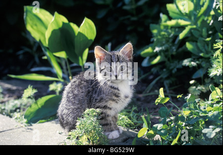 Piccolo gattino seduti in giardino Foto Stock