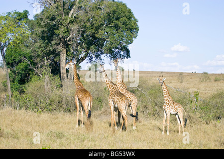 Gruppo di famiglia di Giraffe Masai gara, Giraffa camelopardalis tippelskirchi. Masai Mara riserva nazionale del Kenya. Foto Stock