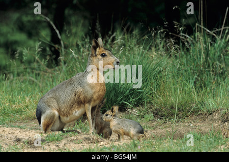 Mara, femmina e cuccioli, dolichotis patagonum Foto Stock