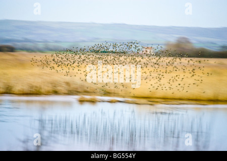 Grandi numeri di comune per gli storni, Sturnus vulgaris, entrando in un letto di reed al tramonto di un giorno di inverni a roost. Regno Unito. Foto Stock