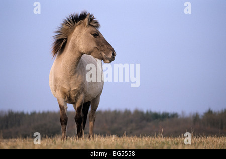 Konik, mare tarpan, Equus ferus gmelini Foto Stock