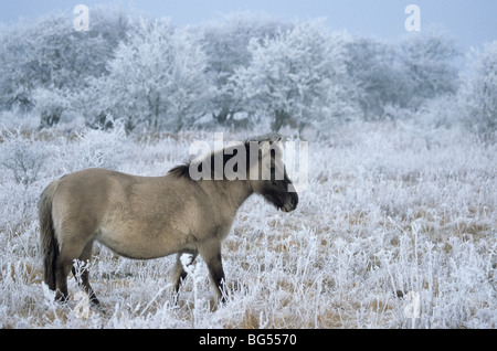 Konik, mare tarpan, Equus ferus gmelini Foto Stock