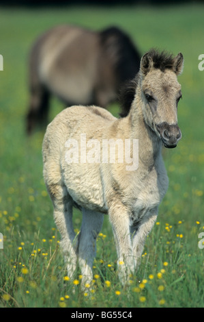 Konik, mare & puledro, Equus ferus gmelini Foto Stock