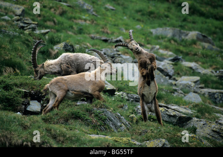 Alpine Ibex, Bucks, Capra ibex Foto Stock