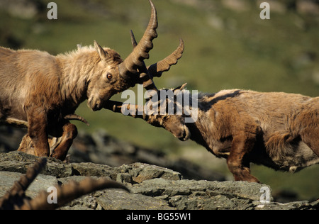 Alpine Ibex, Bucks, Capra ibex Foto Stock