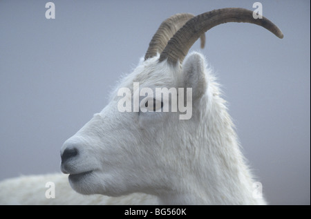 Dall le pecore, pecora e pecora bianco, ovis dalli Foto Stock