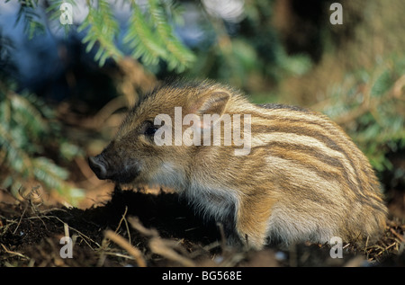 Cinghiale, maialino, Sus scrofa Foto Stock