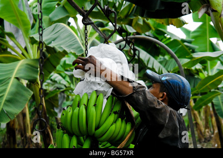 Un giovane lavoratore colombiano appendere un grappolo di banane sul aircable sulla piantagione di banane in aracataca, Colombia. Foto Stock