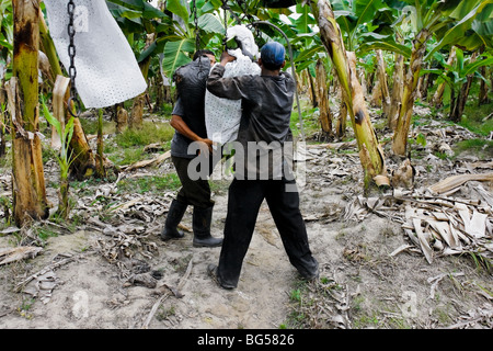 I giovani lavoratori colombiano appendere un grappolo di banane sul aircable sulla piantagione di banane in aracataca, Colombia. Foto Stock