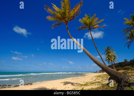 Alberi di palma e da una splendida spiaggia di Praia do Amor vicino a Pipa Brasile Foto Stock