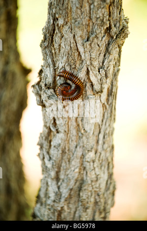 Un Shongololo, o un gigante di South African millepiedi riccioli fino sulla corteccia di un albero di ombra nel Parco Nazionale di Kruger. Sud Africa. Foto Stock