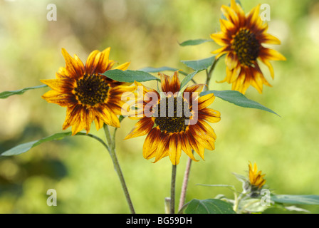 Helianthus annuus " Anello di Fuoco " Foto Stock