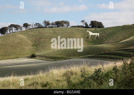 White Horse, Cherhill, Marlborough Downs, Wiltshire, Inghilterra, Regno Unito Foto Stock