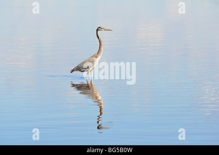 Tri-colorato Heron (Egretta tricolore) Foto Stock