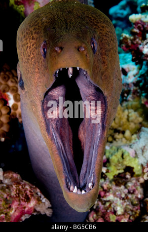 Barriere coralline del Mar Rosso, Ras Mohammed, parco nazionale, Egitto, murene, denti aggressivi, oceano, scuba diving,, profondo, comportamento Foto Stock