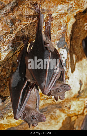 Geoffroy's Roussette, o comune Roussette pipistrelli, Rousettus amplexicaudatus, sono ' appollaiati nella grotta di Pura Goa Lawah, o Bat tempio nella grotta di Bali, Indonesia Foto Stock