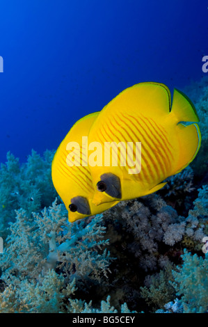 Barriere coralline del Mar Rosso, reef tropicali, Ras Mohammed, Egitto, parco nazionale, subacquea, acqua azzurra, acqua chiara, profondo oceano, scuba Foto Stock