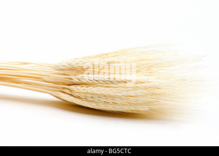 Close-up di un covone di grano su sfondo bianco Foto Stock