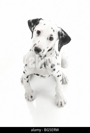 Cucciolo dalmata girato in bianco studio guardando verso l'alto la fotocamera con grazioso cucciolo di cane per occhi Foto Stock