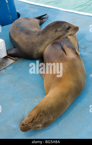 Coppia di leoni di mare crogiolarsi su pontone di Puerto Ayora, Santa Cruz, Isole Galapagos Foto Stock