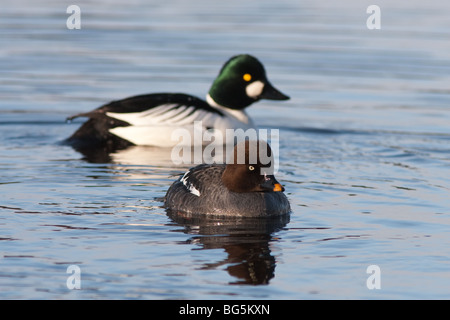 Comune di goldeneye, femmina e maschio Foto Stock