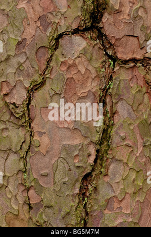 Corteccia di pino silvestre, Pinus syvestris, Derbyshire Foto Stock