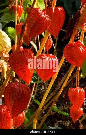 Physalis alkekengi var franchetii Foto Stock