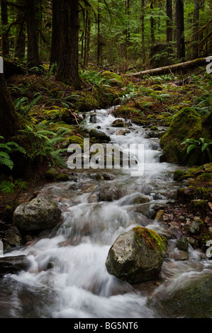 Un piccolo ruscello vicino Nooksack cade nel Mt. Baker National Forest, si snoda giù per il fiume Nooksack. Felci e abeti. Foto Stock