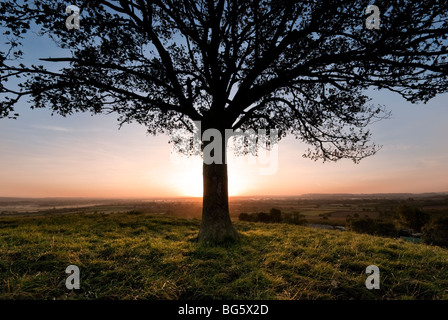 Sunrise a Burrow hill Somerset guardando ad est oltre i livelli. Foto Stock