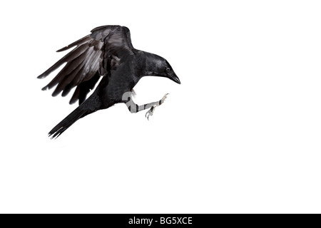 Taccola Corvus monedula in volo Foto Stock