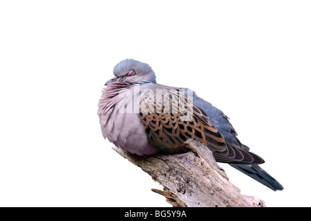 La Tortora Streptopelia turtur appoggiata Foto Stock