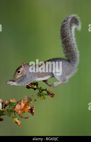 Scoiattolo grigio Sciurus carolinensis jumping grigio Foto Stock