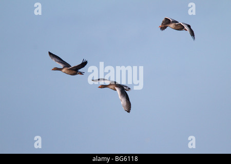 Graylag oche Anser anser in volo Foto Stock