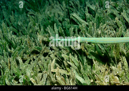 Primo piano della pipefish, Corythoichthys sp. su erba di mare Foto Stock