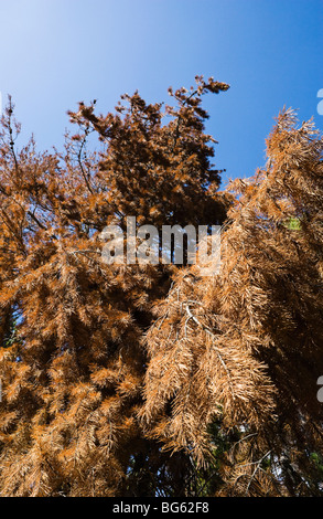 Guardando le arrossate rami morti e gli aghi di un Lodgepole pino ucciso da una montagna coleottero del pino infestazione Foto Stock