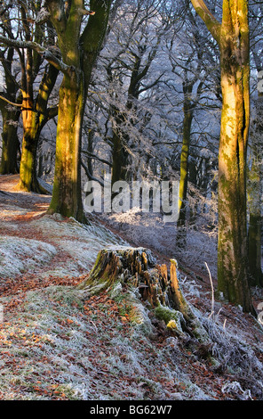 Brina in legno di faggio. Dorset, Regno Unito Gennaio 2009 alberi e rami coperti di gelo e neve scintillante al sole Foto Stock